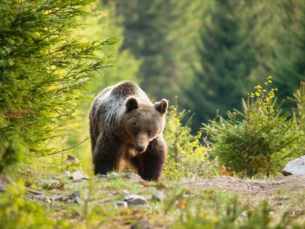 Urso Castanho Selvagem Nas Montanhas Mala Fatra Eslováquia Ursus Actor — Fotografia de Stock