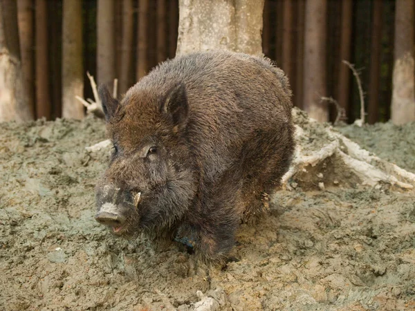 Sus Scrofa Central European Boar Forest — Stock Photo, Image