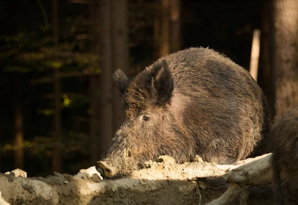 Sus Scrofa Scrofa Central European Boar Mud Bath — Stock Photo, Image