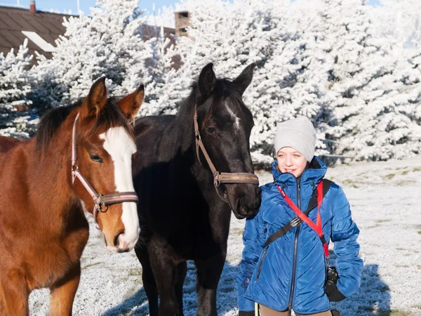 Chica Joven Dos Potros Caballos Deportivos Pasto Invierno —  Fotos de Stock