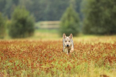 Sonbahar çayır - Canis lupus - ön görünümünde Avrasya kurt çalışan yavrusu