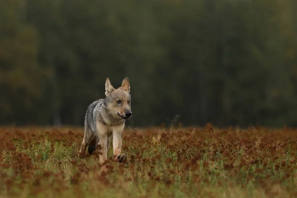 Štěně Vlka Šedého Běží Barevné Louce Canis Lupus — Stock fotografie