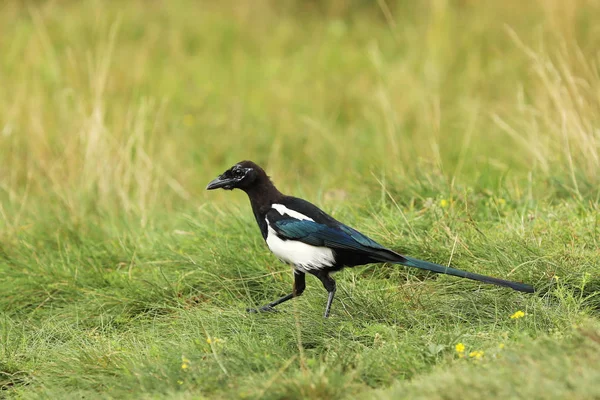 Jonge Euraziatische Ekster Wandeling Grass Pica Pica — Stockfoto