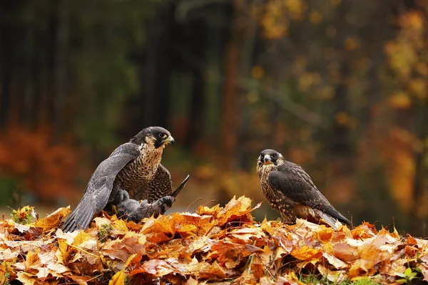 Paire Autour Des Palombes Accipiter Gentilis Avec Proie Dans Forêt — Photo