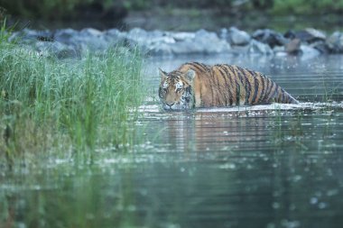 Sibirya kaplanı Nehri - Panthera tigris altaica suda