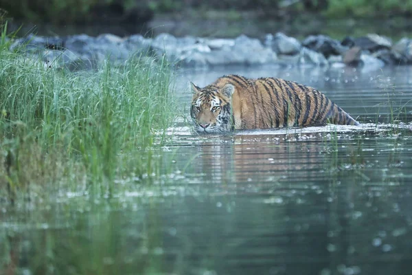 Sibirya Kaplanı Nehri Panthera Tigris Altaica Suda — Stok fotoğraf