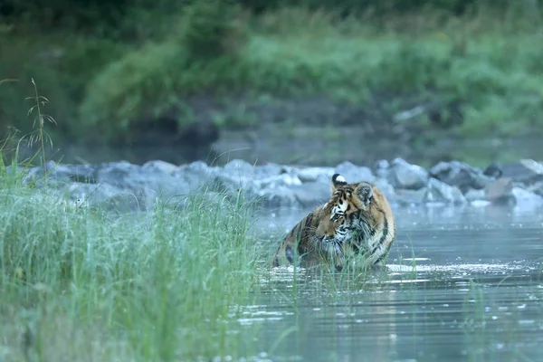 Sibirisk Tiger Vatten Panthera Tigris Amurensis — Stockfoto