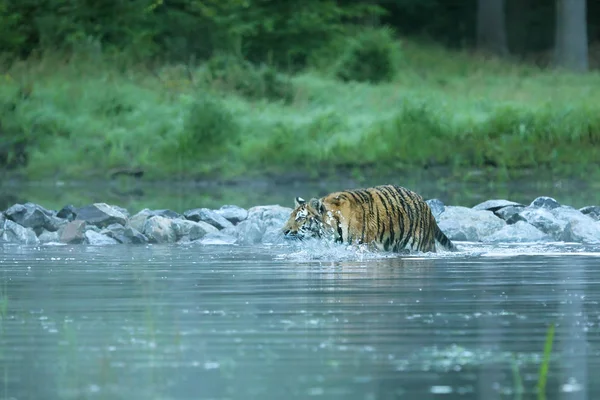 Den Sibiriska Tigern Anses Vara Den Största Tigern Panthera Tigris — Stockfoto