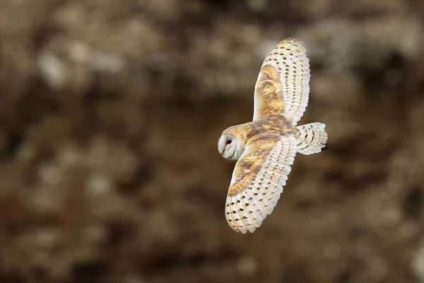 Płomykówka Otwartego Skrzydła Tyto Alba — Zdjęcie stockowe
