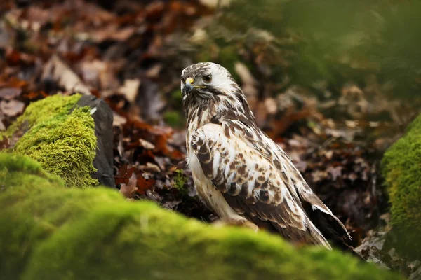 Bayağı Şahin Yaygın Yırtıcı Kuş Buteo Buteo Biridir — Stok fotoğraf