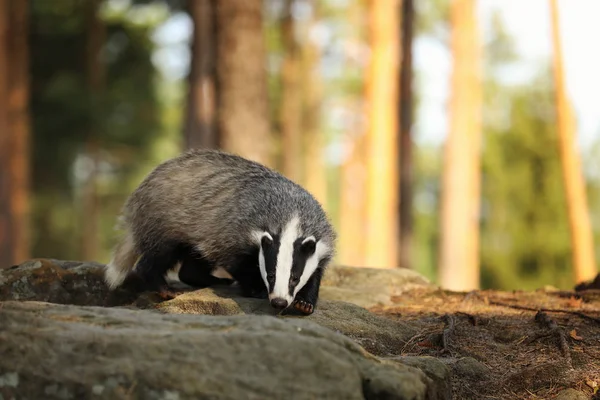 Badger Muda Mengendus Batu Hutan Meles Mencair — Stok Foto