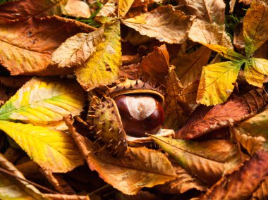At kestane tohumları ot ve yaprak üzerinde aşağı düşmüş