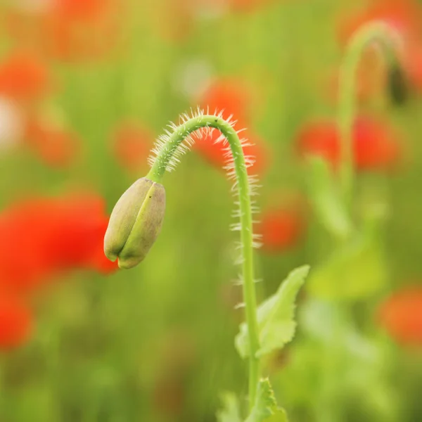 Oopium Mak Papaver Somniferum Polu — Zdjęcie stockowe