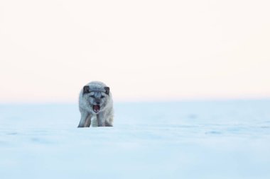 Beyaz kutup fox kış manzara - Vulpes lagopus kal