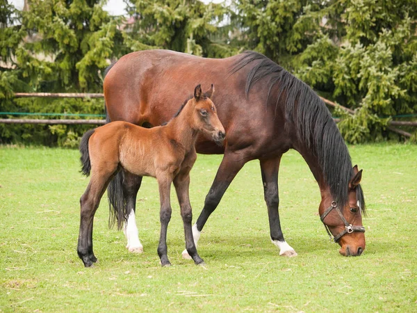 Potrait Dagsgamla Föl Och Mare Betet — Stockfoto