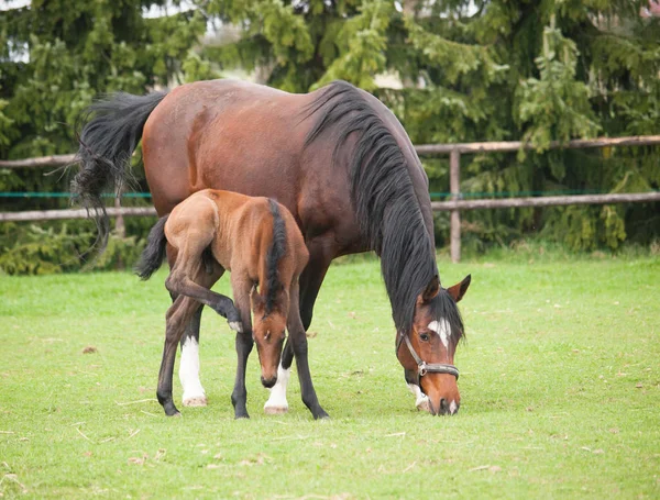 Portrait Mare Foal Sport Horse Meadow — Stock Photo, Image