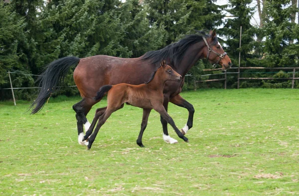 Mare Foal Sport Horse Meadow Runing — Stock Photo, Image