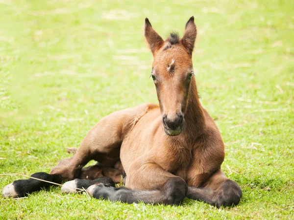 Porträt Des Jungen Fohlens Des Sportpferdes — Stockfoto