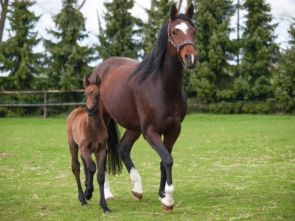 馬と草原にスポーツの馬の子馬 — ストック写真