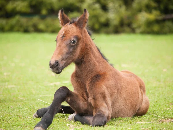 Young Sporthorse Foal Try Stand Pasture — Stock Photo, Image