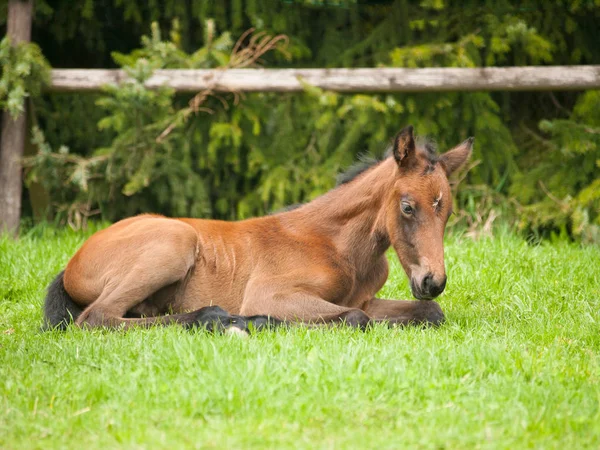 Mladí Sporthorse Hříbě Ležící Louce — Stock fotografie