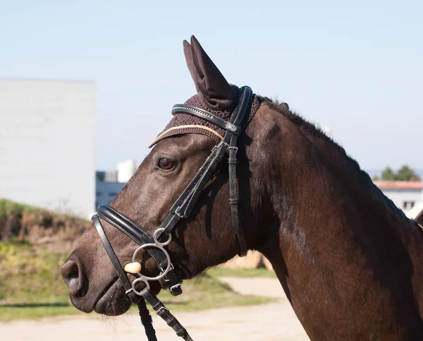 Primer Plano Retrato Pony Deportivo Marrón Con Brida —  Fotos de Stock