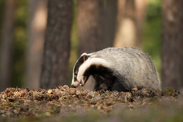 Badger Hutan Habitat Alam Hewan Ceko Kehidupan Liar Badger Liar — Stok Foto