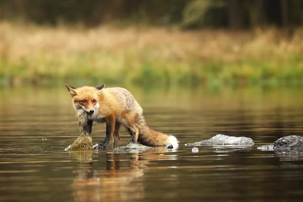 Volpe Rossa Nel Fiume Che Mangia Prede Pesci Vulpes Vulpes — Foto Stock