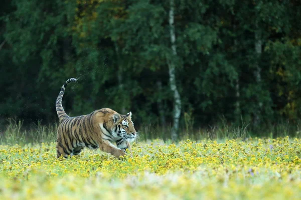 Amur Tigre Correndo Grama Panthera Tigris Altaica — Fotografia de Stock