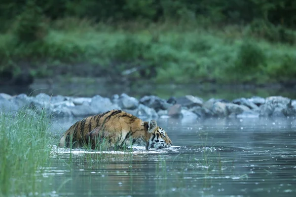 Sibirya Kaplanı Büyük Kaplan Panthera Tigris Altaica Olarak Kabul Edilir — Stok fotoğraf