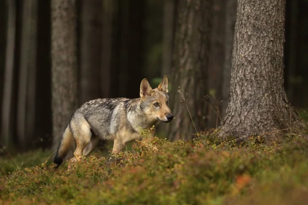 Euraziatische Jonge Wolf Wandeling Het Bos Canis Lupus — Stockfoto