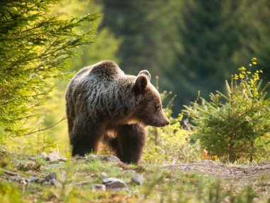 Slovakya - Ursus aktör dağlarında Mala Fatra boz ayı