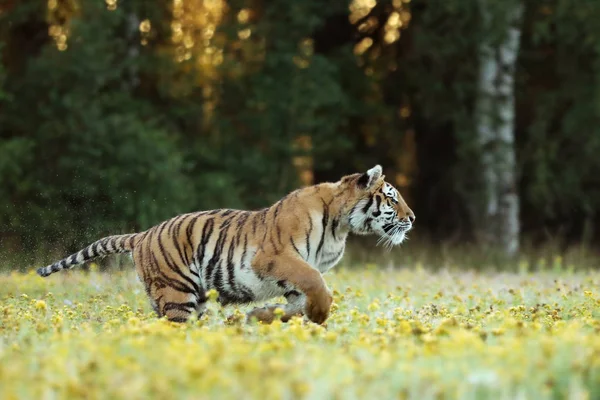 Amur Kaplanı Çim Sarı Çiçek Panthera Tigris Altaica Ile Çalışan — Stok fotoğraf