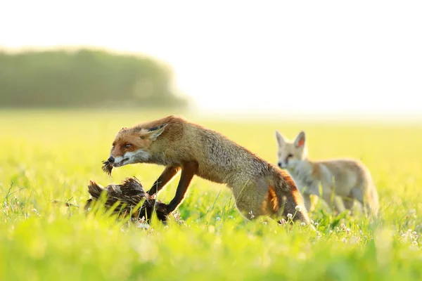 赤キツネ朝がらがら草原でキャッチした鳥を食べる — ストック写真