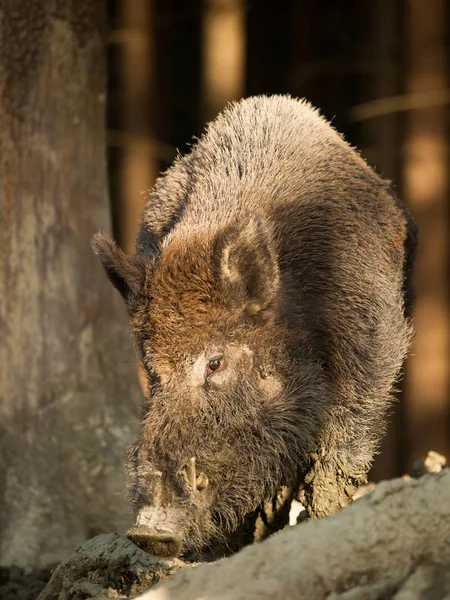 Sus Scrofa Scrofa Central European Boar Forest — Stock Photo, Image