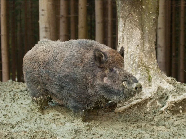 Sus Scrofa Scrofa Vildsvin Skogen Lerbad — Stockfoto