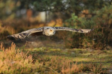 Doğu Sibirya kartal ormanda uçan baykuş Bubo bubo sibiricus,