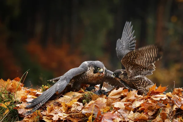 Paire Autour Des Palombes Nourrissant Pidgeon Tué Dans Forêt Accipiter — Photo