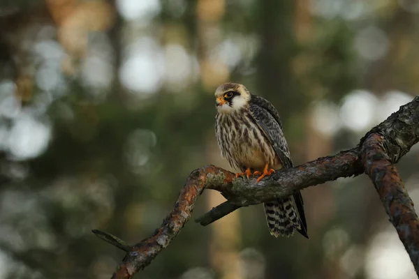 Портрет Самки Красноногой Соколы Falco Vespertinus — стоковое фото