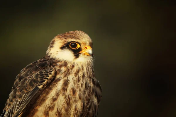 Falcão Pés Vermelhos Falco Vespertinus Retrato Feminino — Fotografia de Stock