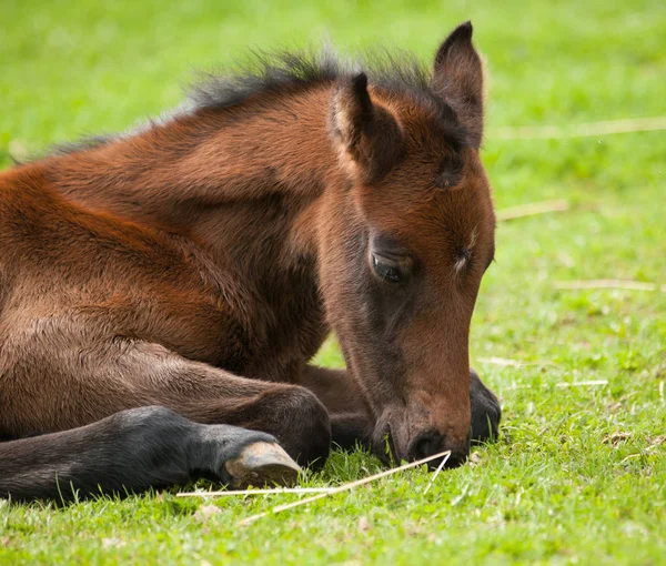 Unge Sporthorse Føl Liggende Eng Søvn - Stock-foto