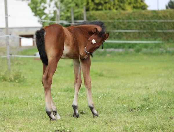 Jonge Veulen Van Sportpaard Krassen Jeukende Huid — Stockfoto