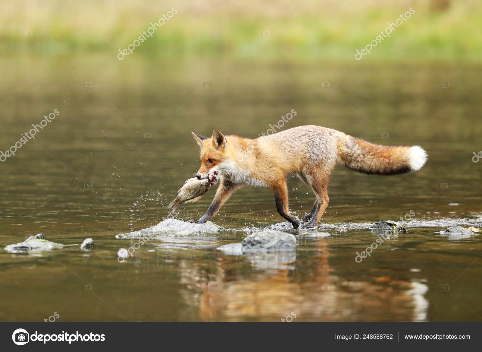 Homem Raposa Vermelha Com Peixes Rio Vulpes Vulpes — Foto © scigelova  #248588762, image size:1600x1167