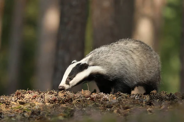 Wild Badger Meles Meles Hewan Kayu Badger Eropa Musim Gugur — Stok Foto