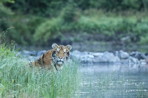 Sibirya Kaplanı Büyük Kaplan Panthera Tigris Amurensis Olduğunu — Stok fotoğraf