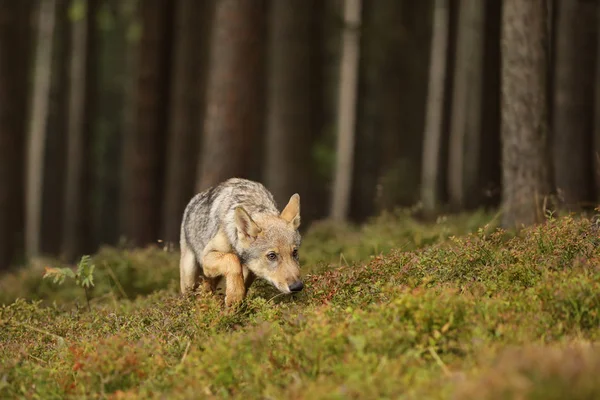 Canis Lupus Mladé Mládě Vlk Čichání Lese — Stock fotografie