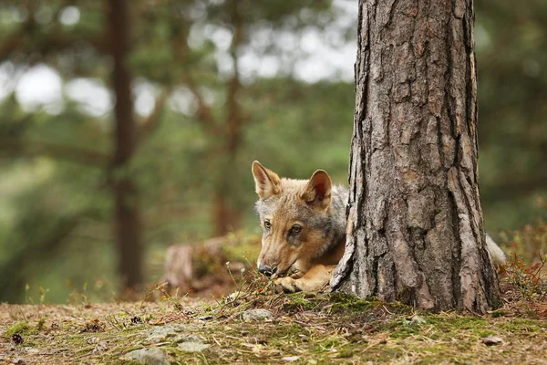 Mladí Šedý Vlk Odpočívá Podzimním Lese Canis Lupus Lupus — Stock fotografie