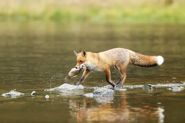 Varón Zorro Rojo Con Peces Río Vulpes Vulpes —  Fotos de Stock