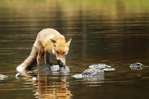 Red Fox Met Vis Prooi Rivier Vulpes Vulpes — Stockfoto