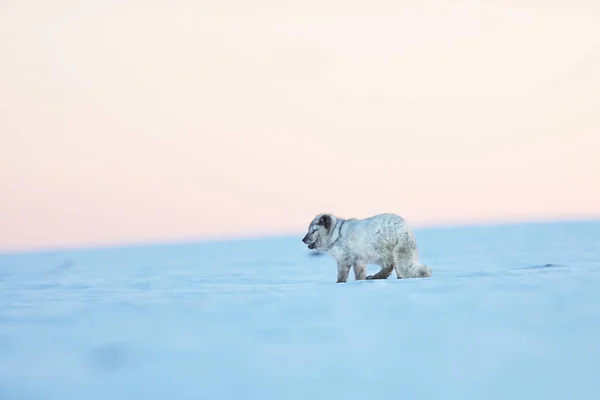 Vulpes Lagopus White Polar Fox Wildlife Action Scene Arctic Nature — Stock Photo, Image